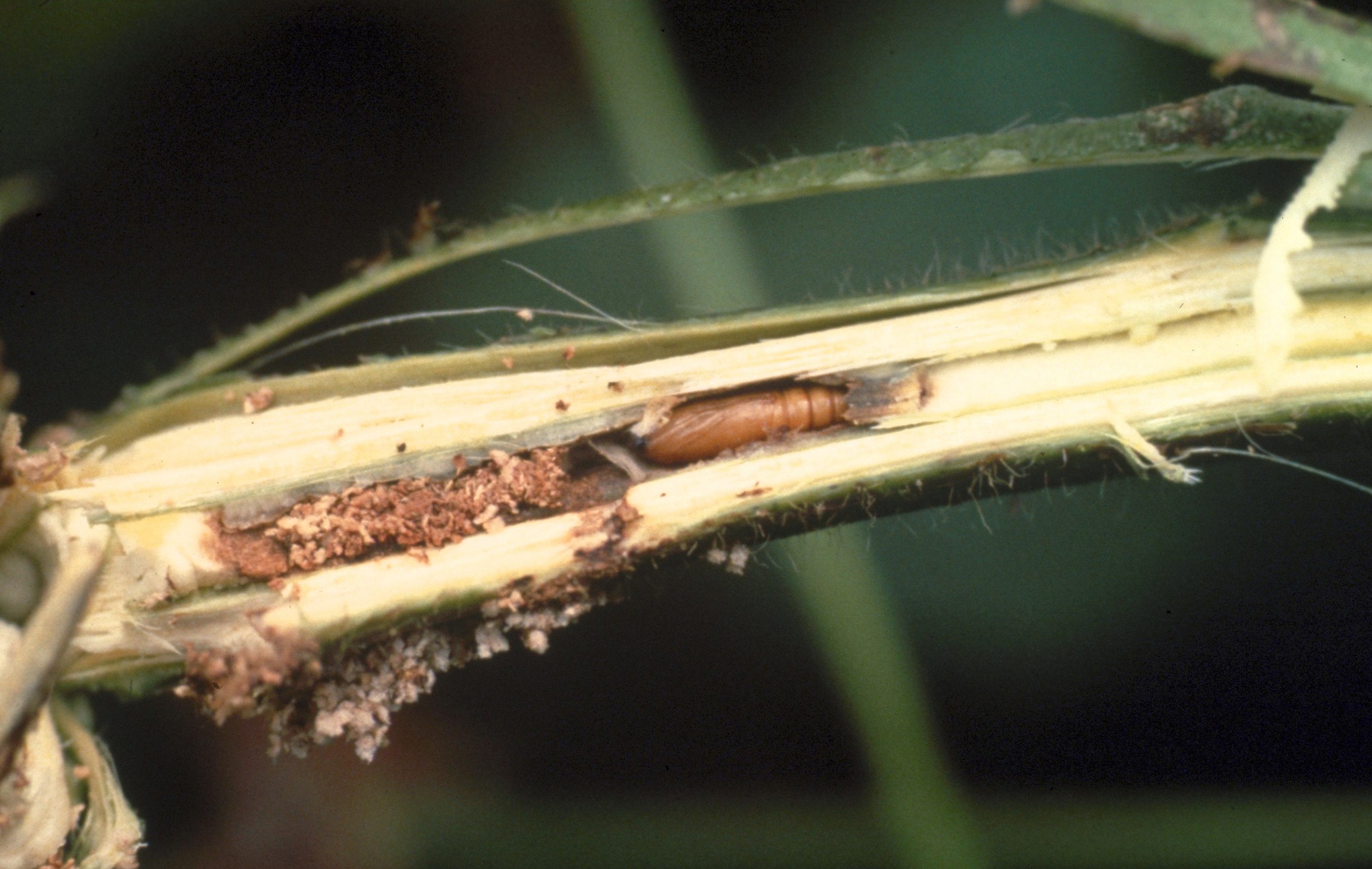 European corn borer frass